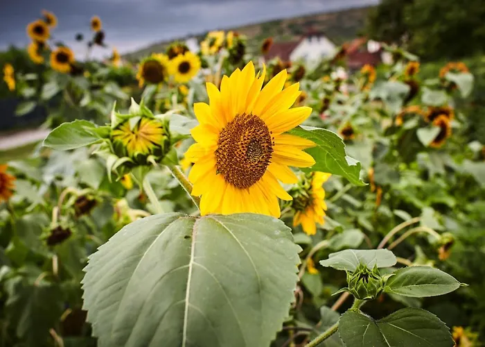 Schmankerl Und Gast Bed and breakfast