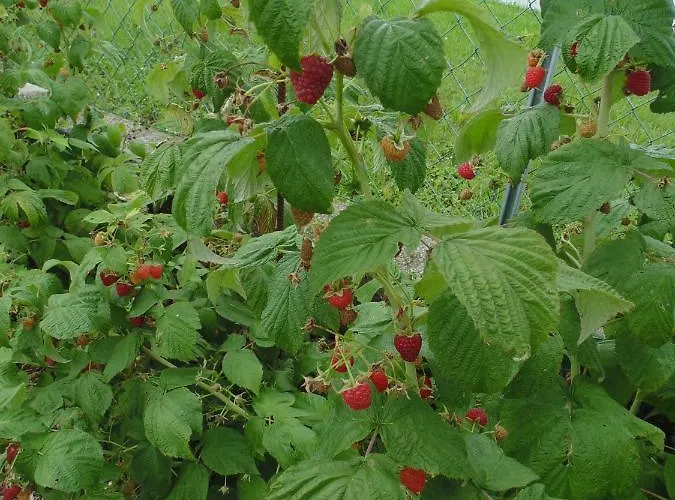 Schmankerl Und Gast Rohrendorf bei Krems