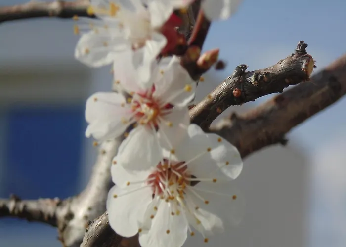 Schmankerl Und Gast Bed and breakfast 3*