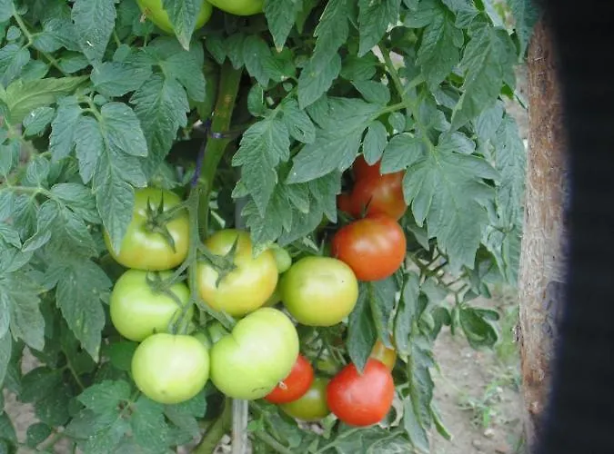 Bed and breakfast Schmankerl Und Gast